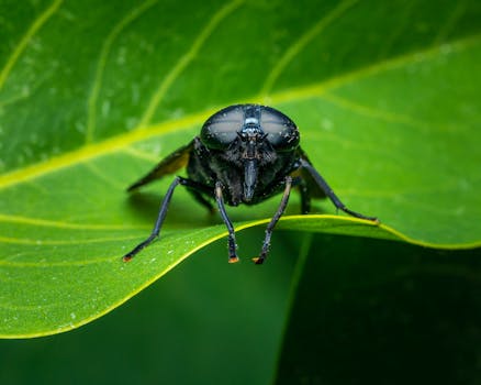 Macro shot of a black beetle on a vibrant green leaf, showcasing the insect's intricate details.