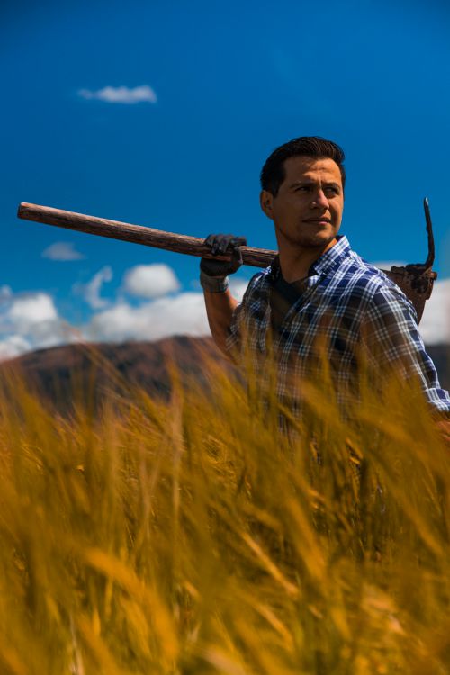 Free A man in a checkered shirt holding an axe over his shoulder stands in a golden field under a sunny sky. Stock Photo