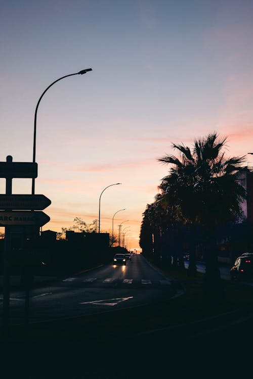 Silhouette Foto Der Straße Zwischen Majestät Palm