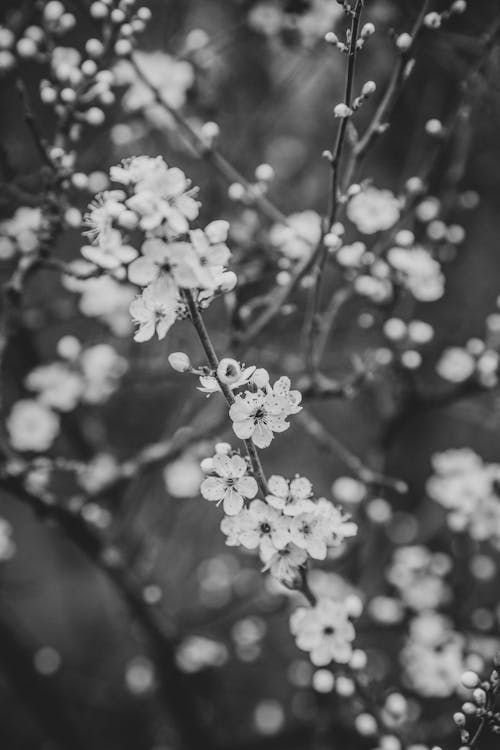 Delicate Flowers in Tilt Shift Lens
