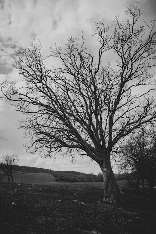 Grayscale Photo of Leafless Tree