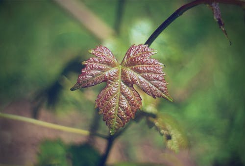 Close-Up Shot of a Leaf