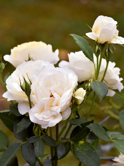 White Roses in Tilt Shift Lens Photo