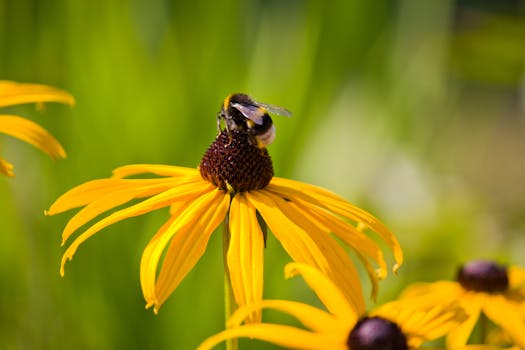 Close-up of a bumblebee pollinating a vibrant yellow flower in a sunny garden.