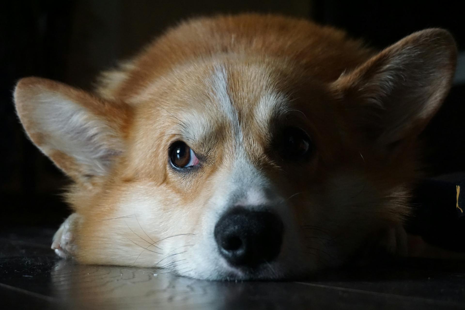 Une photo en gros plan d'un charmant corgi gallois étendu sur le sol