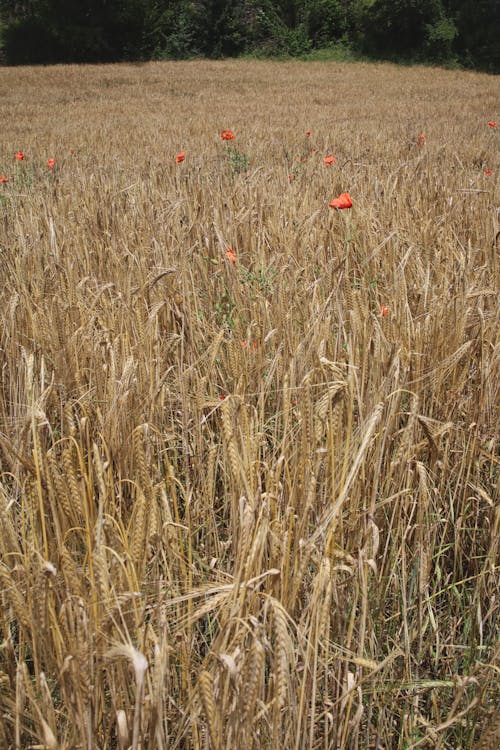 Kostnadsfria Kostnadsfri bild av fält, pampas gräs, torkades Stock foto
