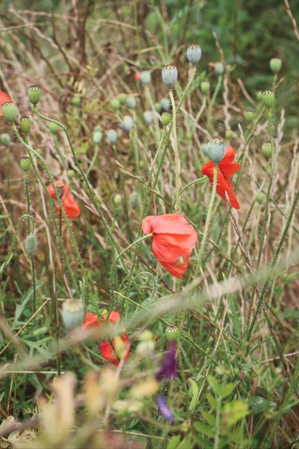 Vibrant red poppies amid wild foliage, Olot, Spain, capturing nature's beauty.