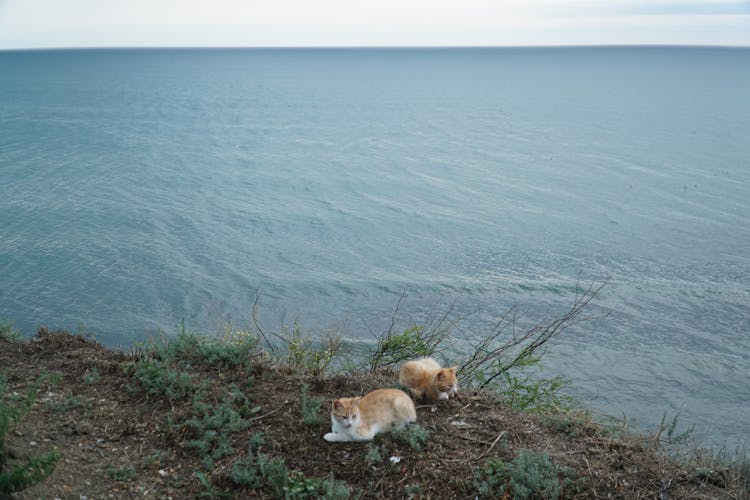 Feral Cats By The Lakeside 
