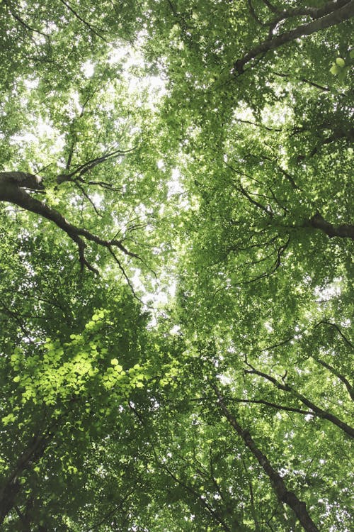 Free Worm's Eye View of Tall Green Trees Stock Photo
