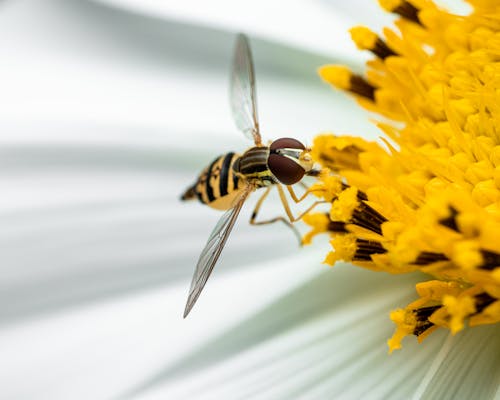 Black and Yellow Bee on Yellow Flower in Macro Photography