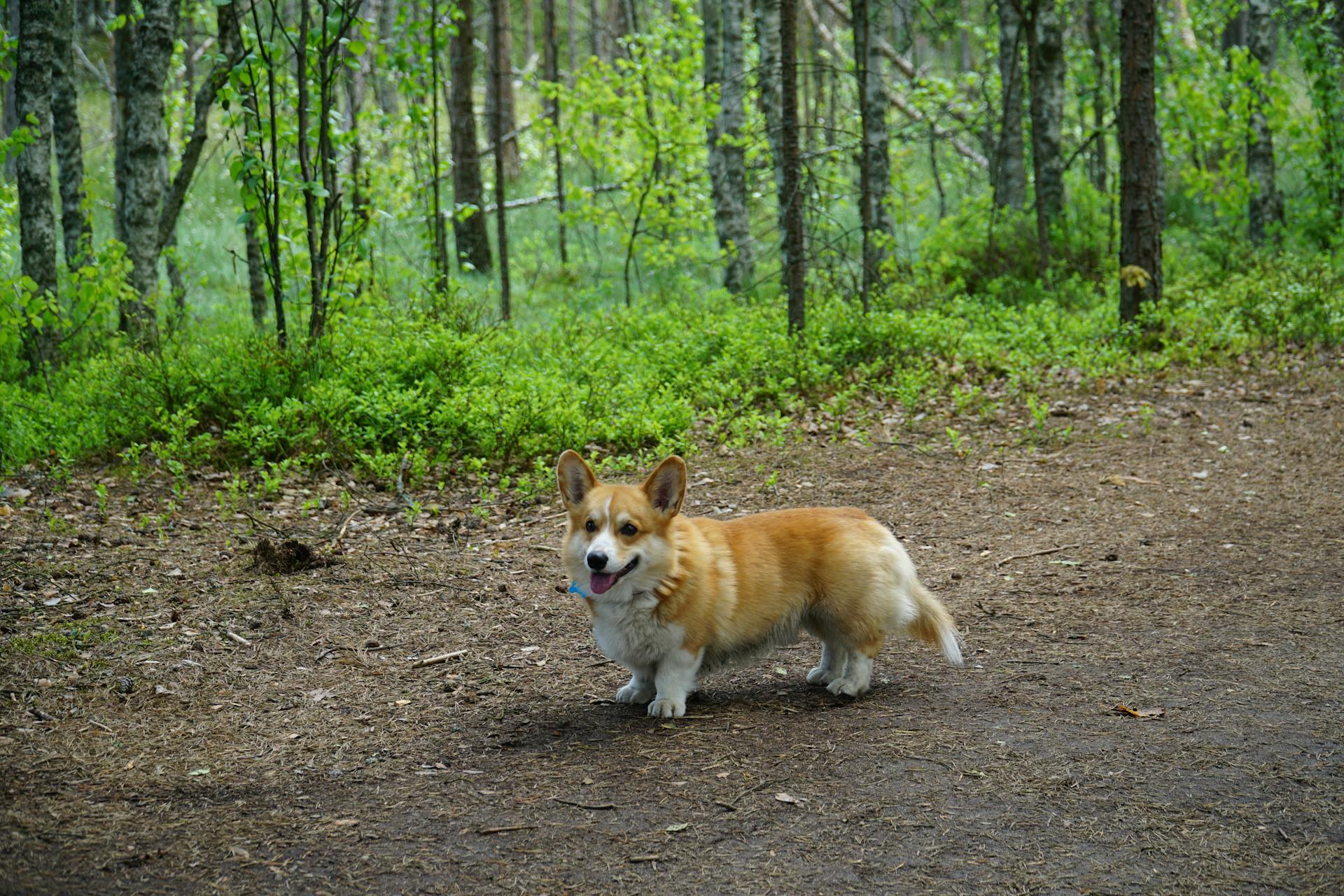 Corgi Dog Alone in the Forest