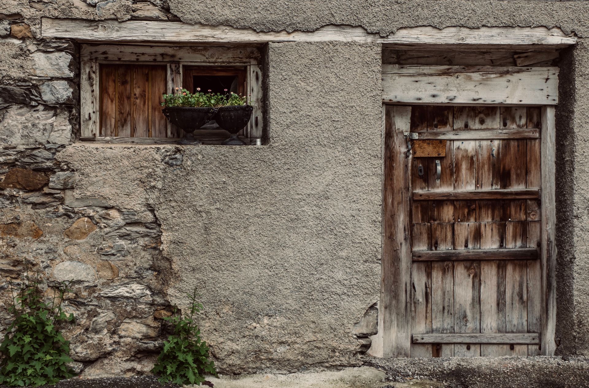 A weathered wooden door with a small window planter on a rustic concrete wall.