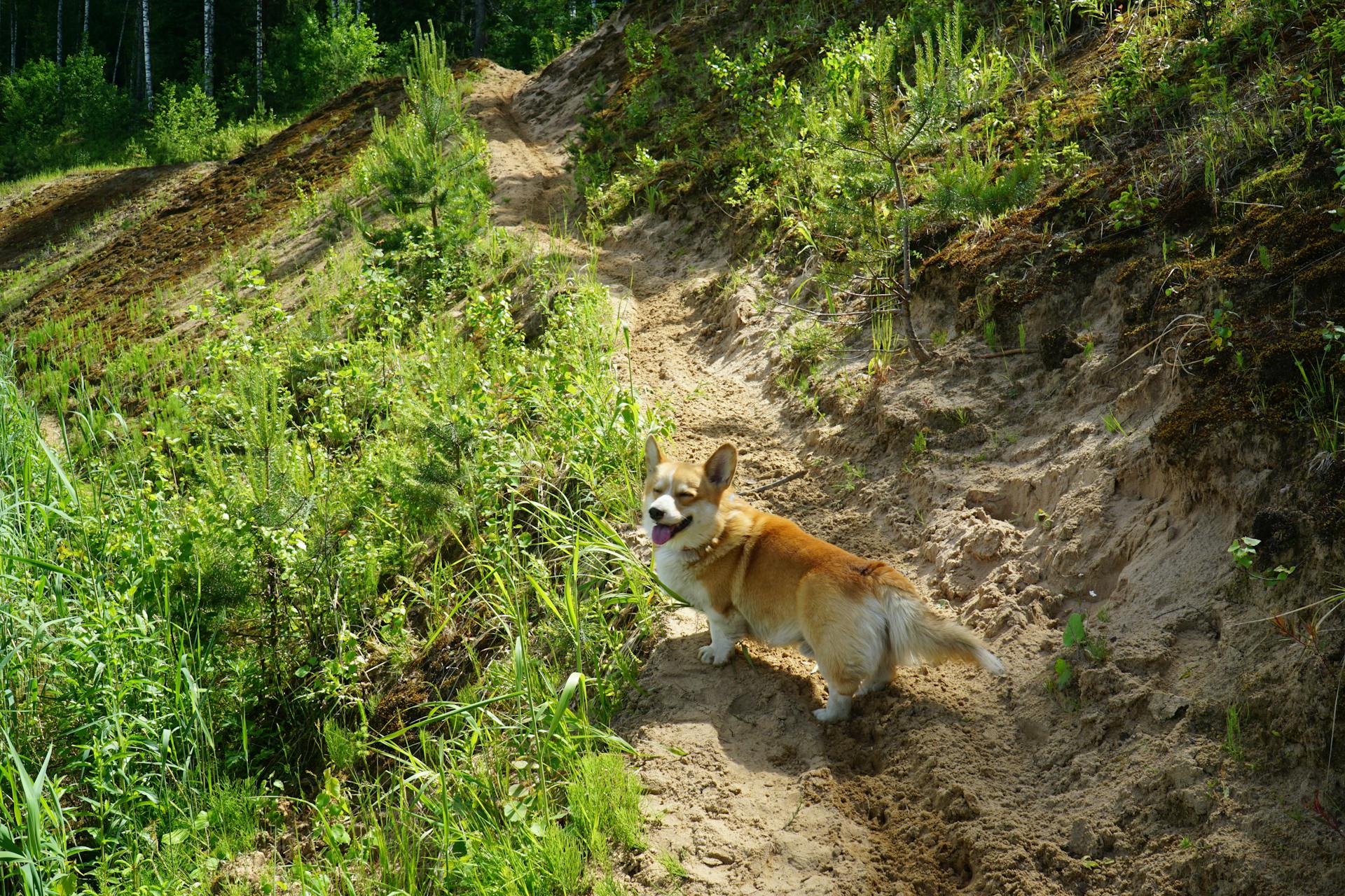 Adorable Corgi on an Unpaved Pathway