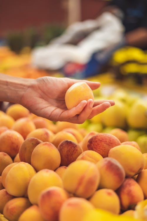 Free Person Holding a Peach  Stock Photo