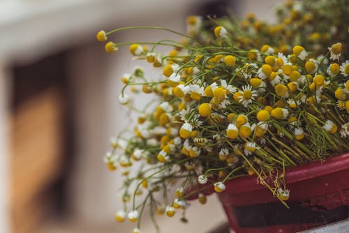 Free Chamomile Flowers in Close-up Shot  Stock Photo