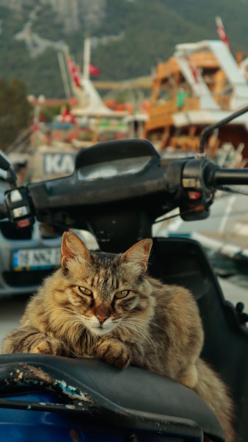 Cat on a Motorcycle