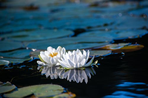 Free stock photo of lake, lilies, lily