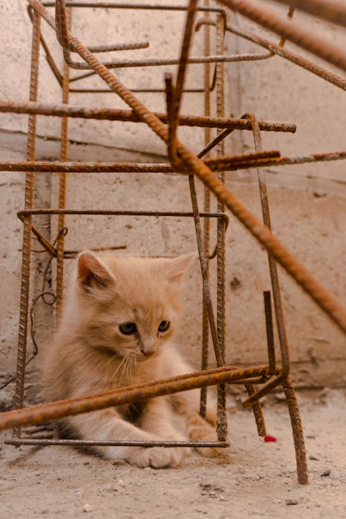 Imagine de stoc gratuită din animal, bare de oțel, felină