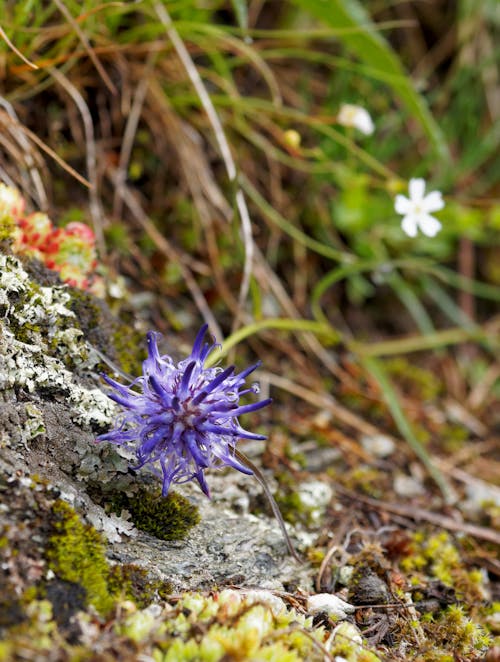 Darmowe zdjęcie z galerii z dzikie kwiaty, niebieskie kwiaty, piękny kwiat