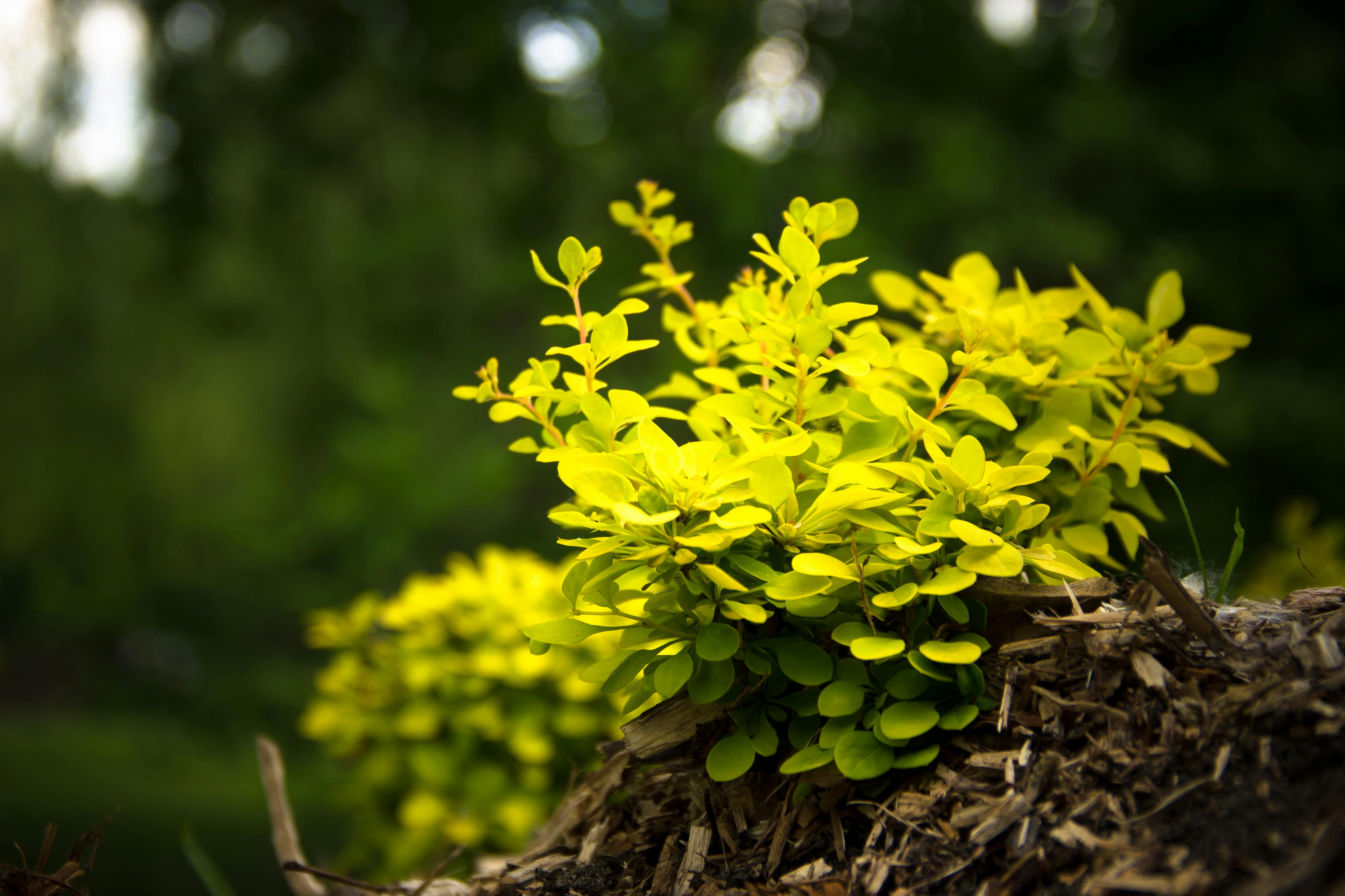 Green Leaf Plant \u00b7 Free Stock Photo