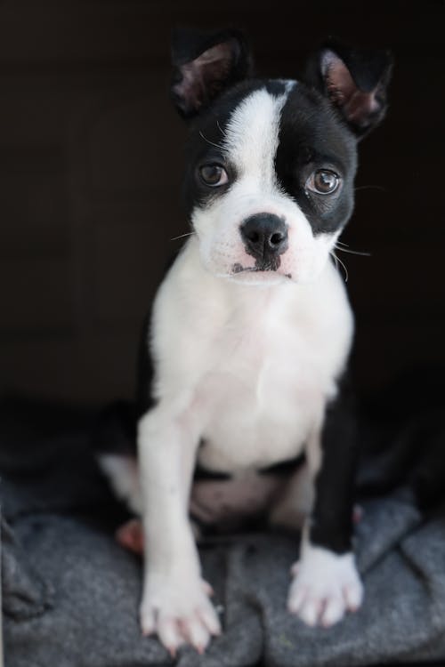 Foto d'estoc gratuïta de animal, blanc i negre, boston terrier