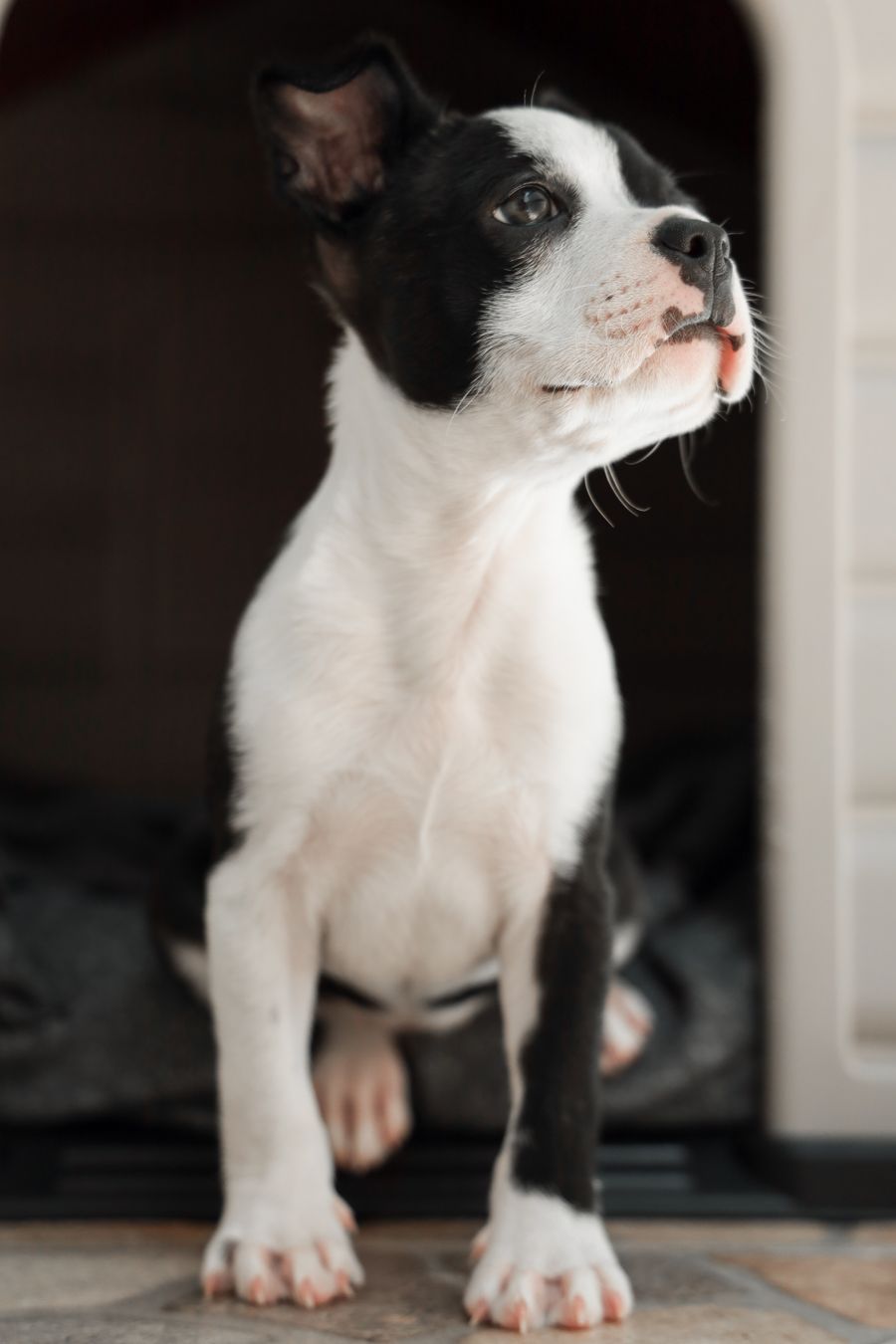 A small dog settled in its overnight kennel