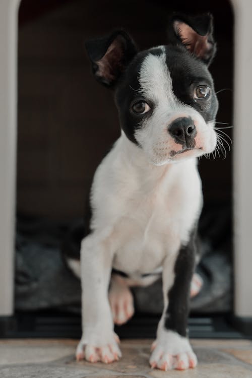 Black and White Short Coated Puppy