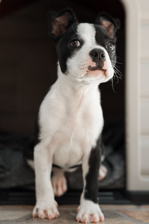 Black and White Short Coated Dog