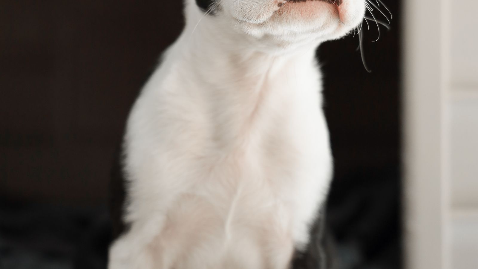pet hotel đà nẵng