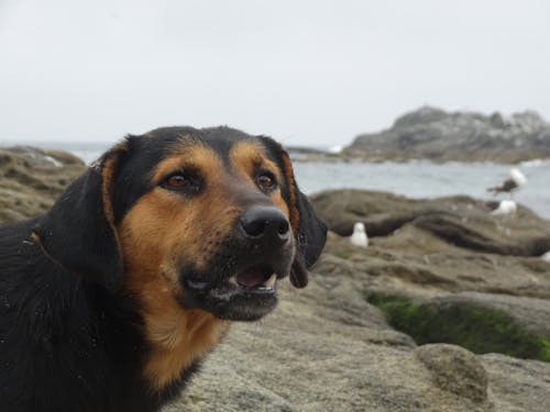 Gratis lagerfoto af beagle, Chile, dyr