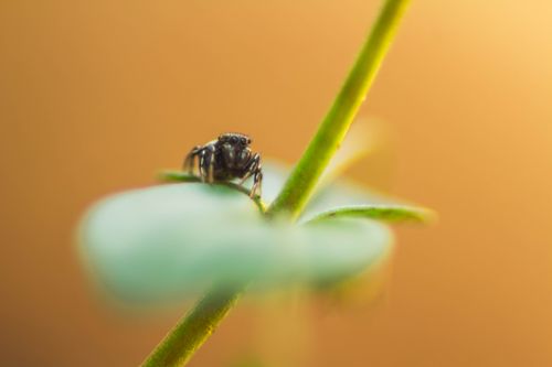 Spider close-up