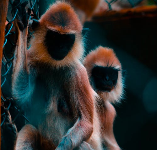 Free Two Black-and-brown Monkeys Photo Stock Photo