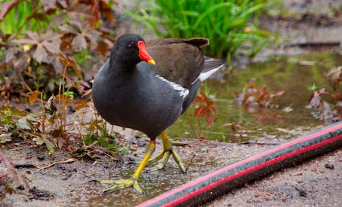 Free stock photo of small bird