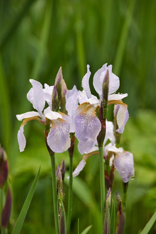 Close-Up Photo of White Flowers