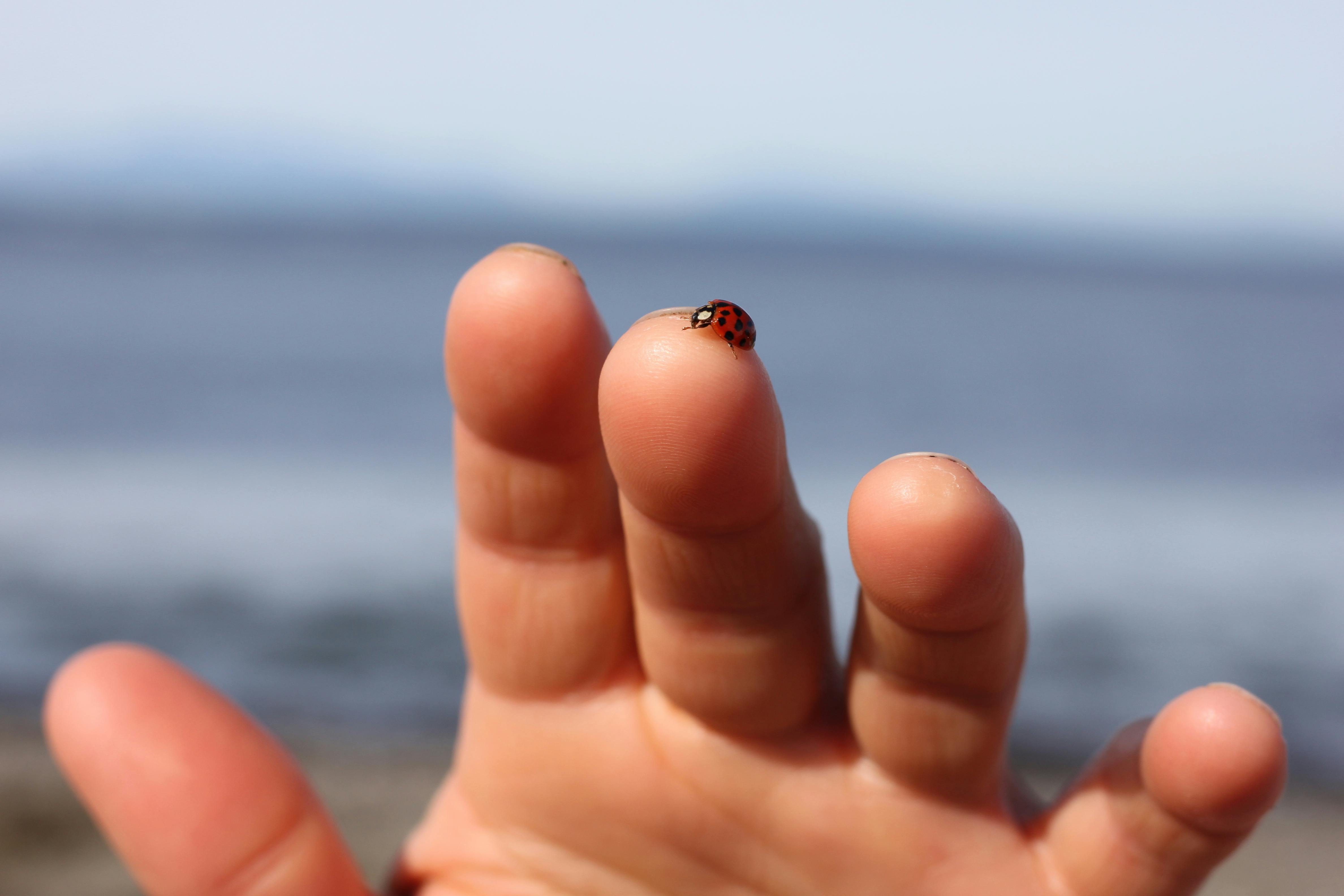 Effective Tips on Killing Bed Bugs