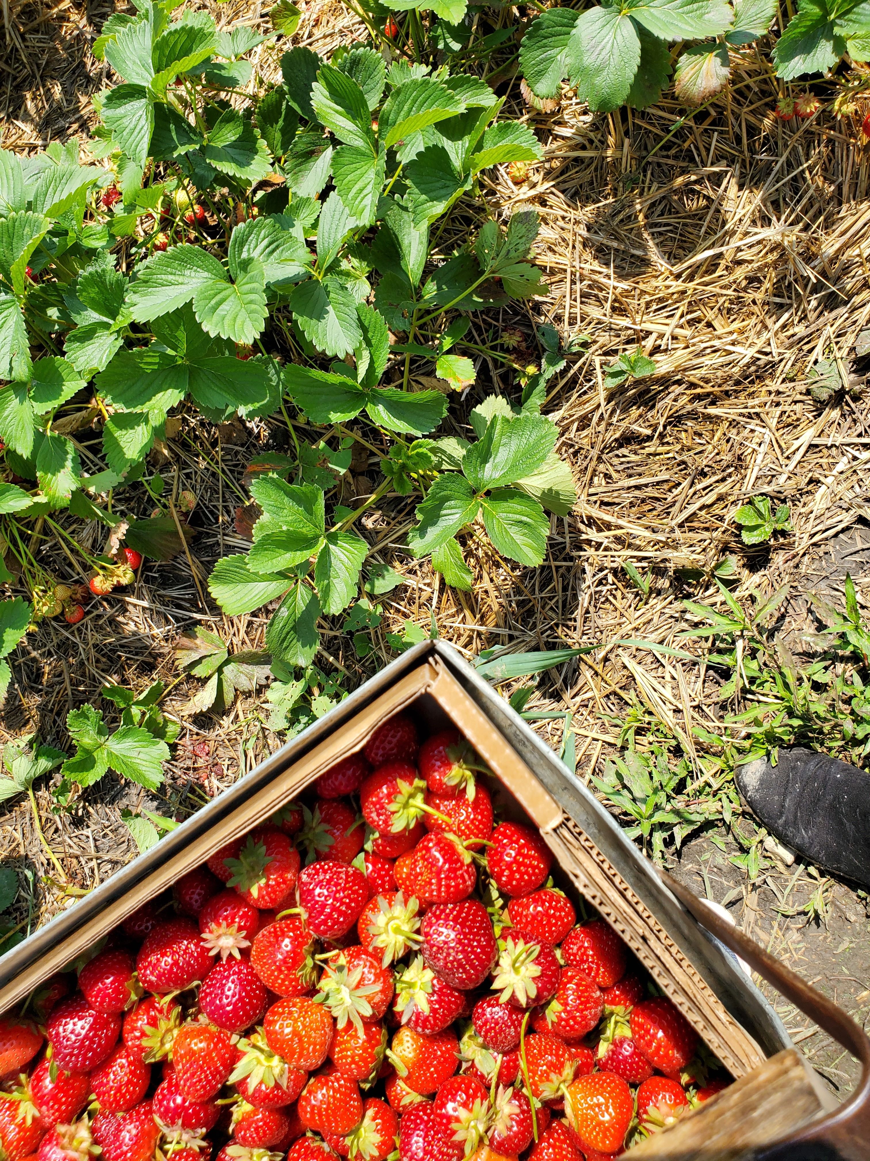 A vibrant top view of ripe strawberries in a basket amidst green leaves at a farm.