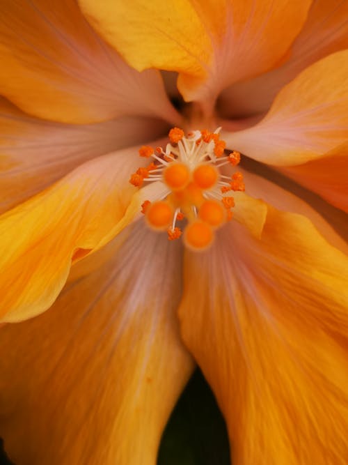 Gratis lagerfoto af blomst, blomstrende, eksotisk