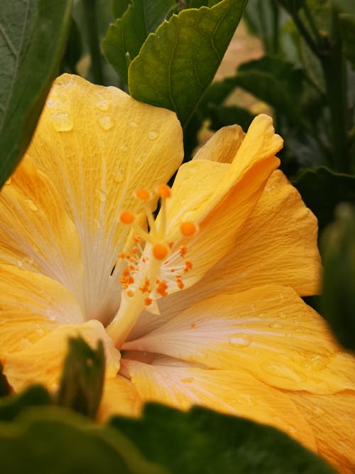 A Yellow Hibiscus in Bloom
