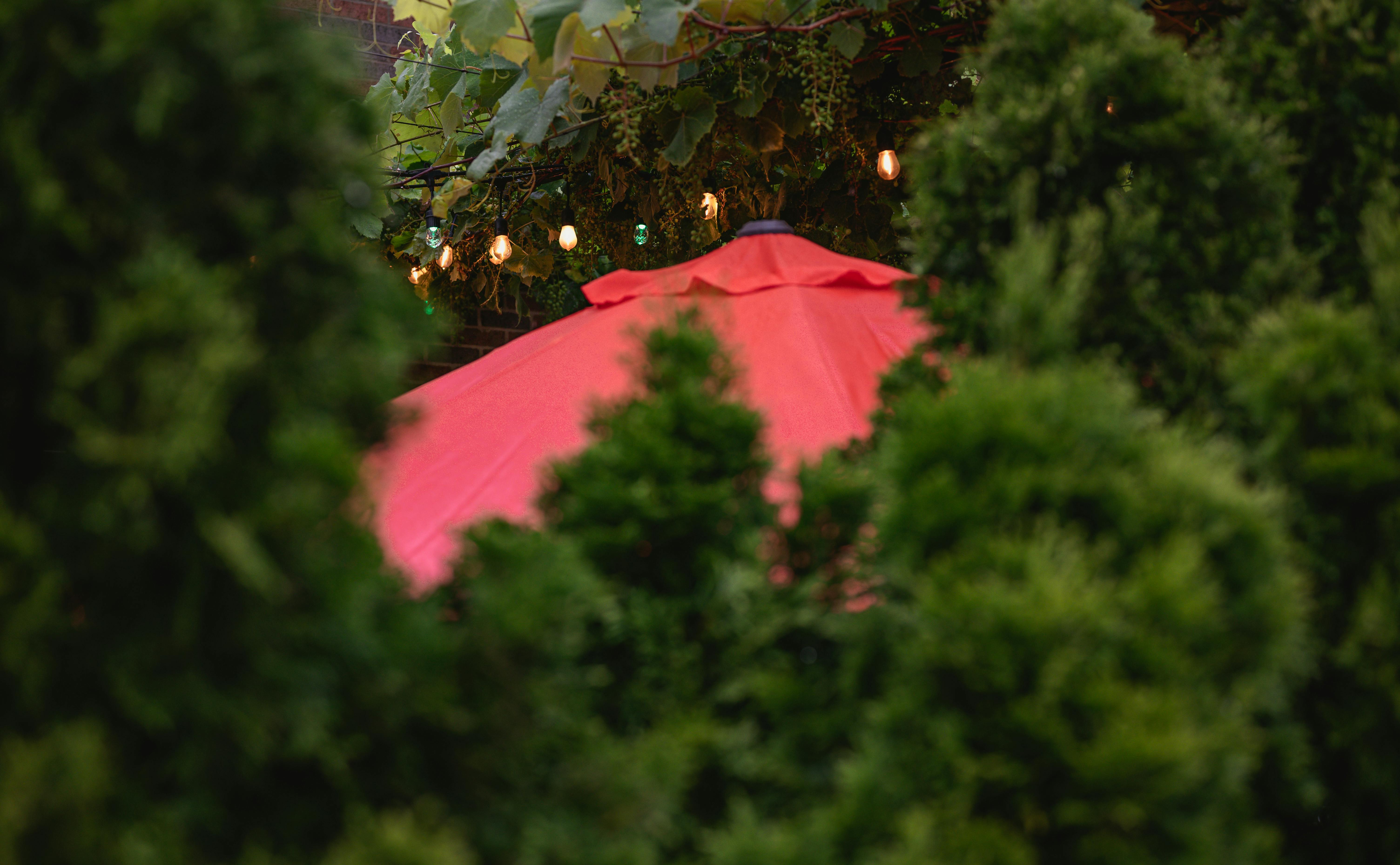 Red Umbrella Near the Green Trees · Free Stock Photo