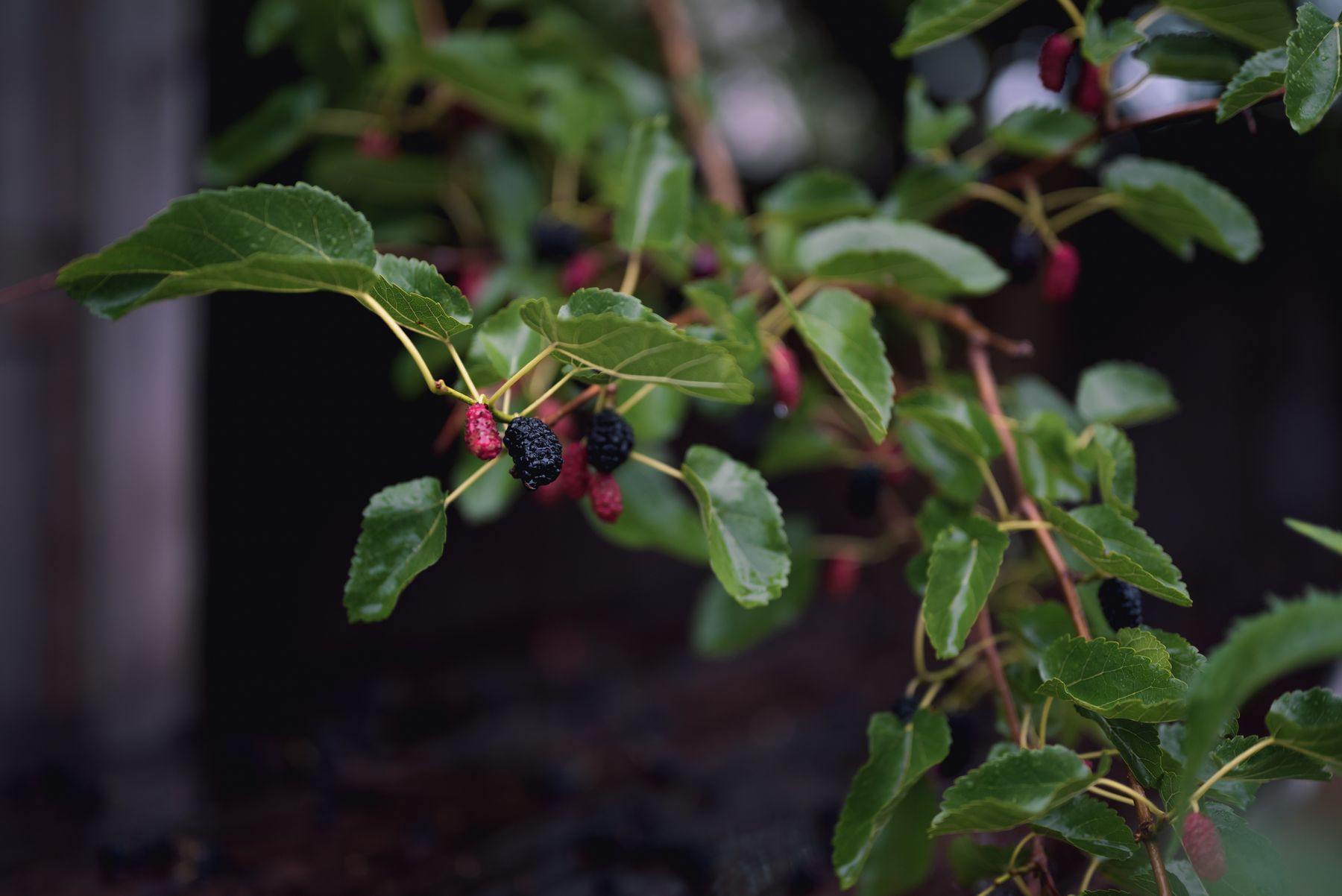 Dark ripe mulberries growing among green mulberry leaves