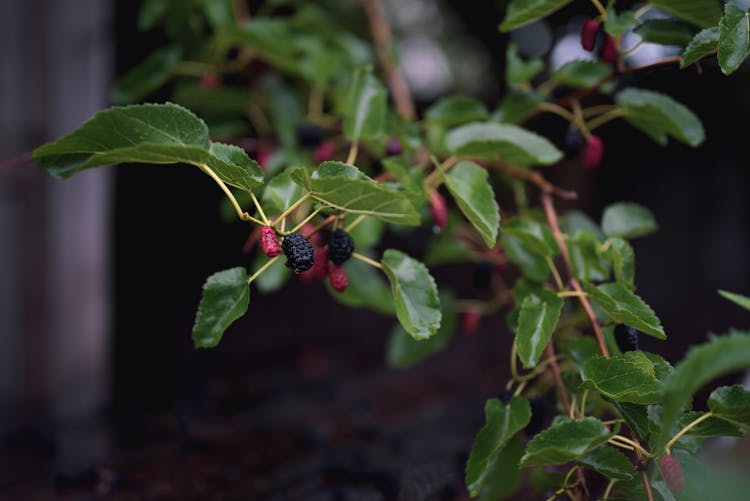 Black And Red Berries On Tree