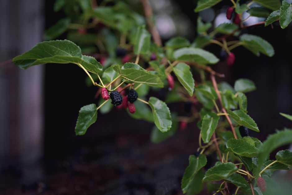 Ripe black and red mulberry berries hanging from a tree branch — why are mulberry trees illegal in Surrey BC