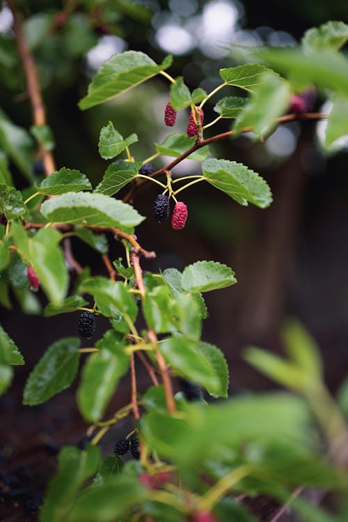 Free Mulberry Fruits Hanging on the Branches  Stock Photo