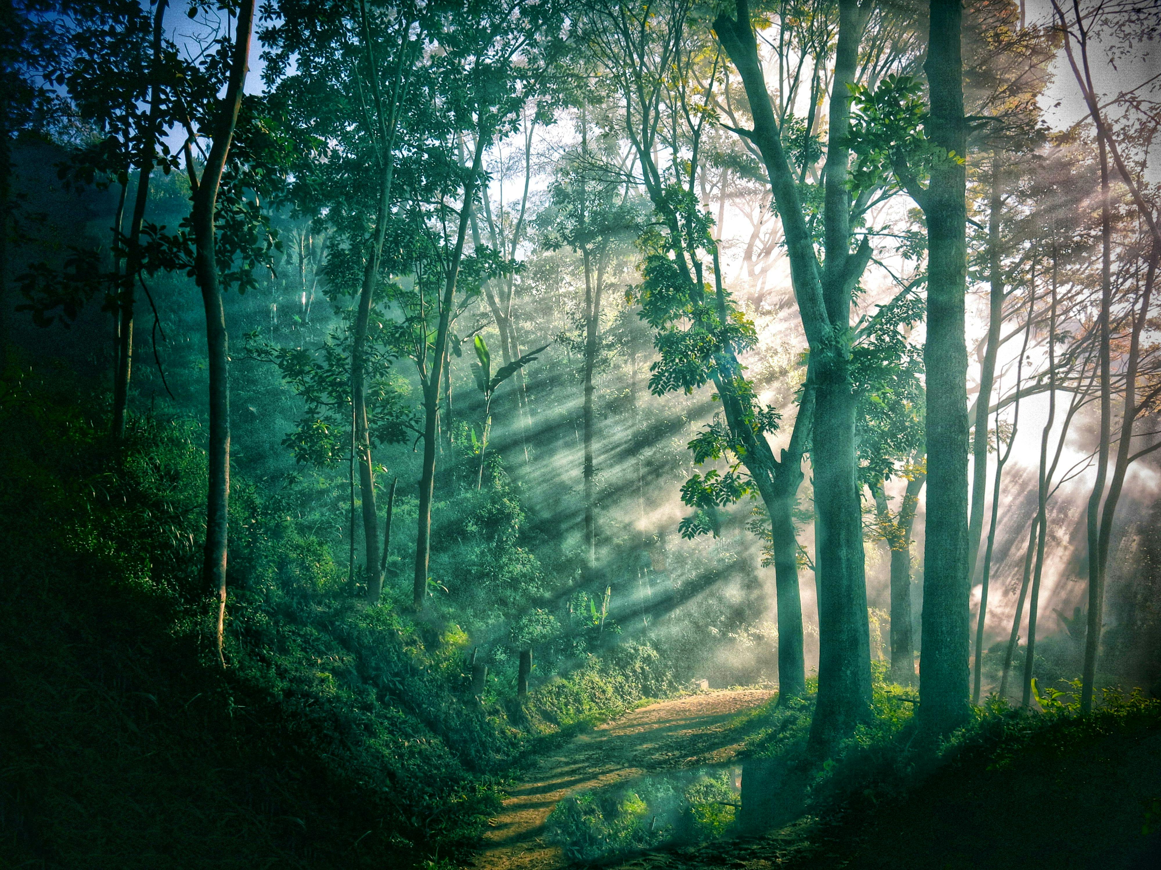 [ColoSach]-enchanting-forest-pathway-bathed-in-morning-sunbeams,-creating-a-serene,-mystical-atmosphere.