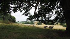 宁静的乡村里，绵羊在树下的草地上吃草