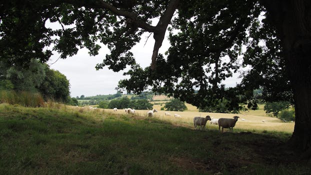 宁静的乡村里，绵羊在树下的草地上吃草