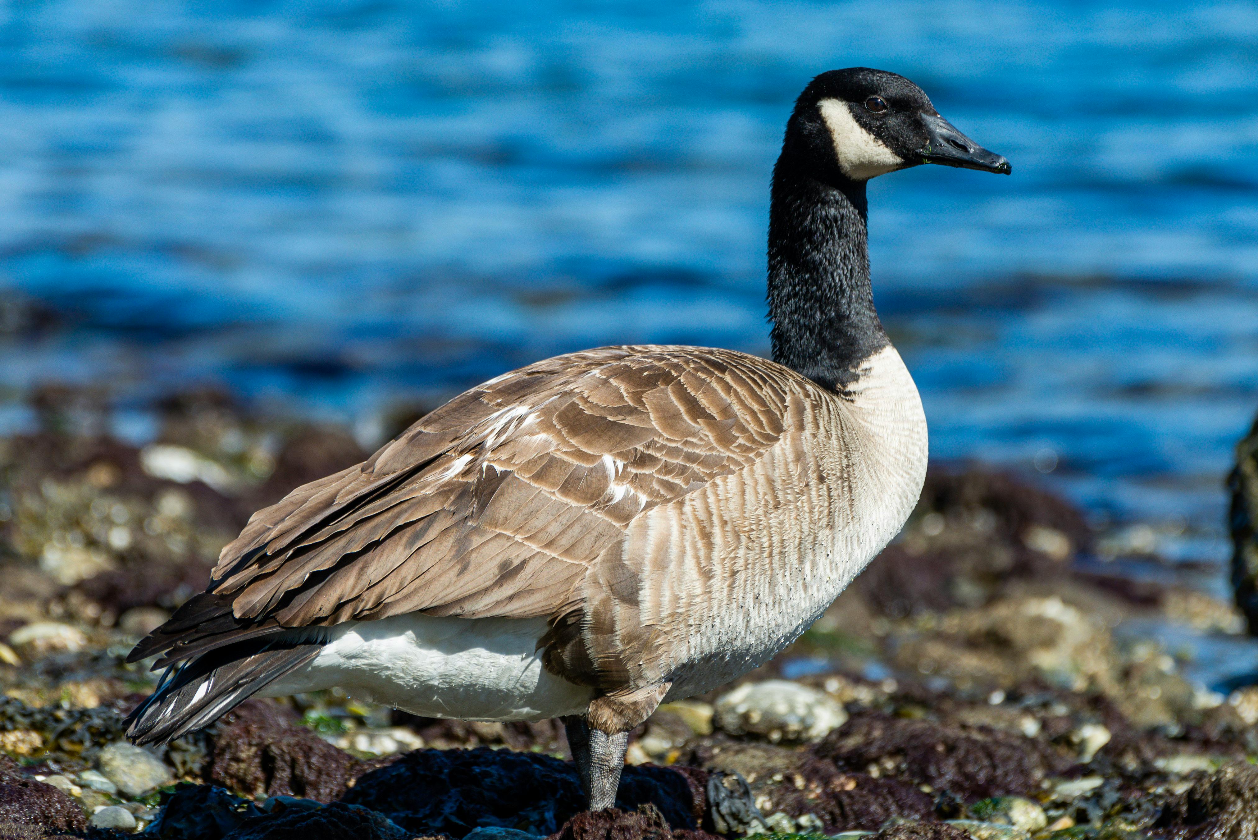 Canada goose outlet location