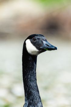 Detailed close-up of a Canada goose with its striking black and white plumage.