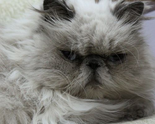 Free stock photo of cat face, cats, charm Stock Photo