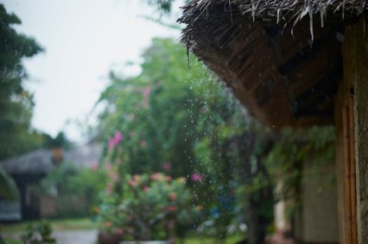 Rain falls from a thatched roof, blurring the vibrant garden background.